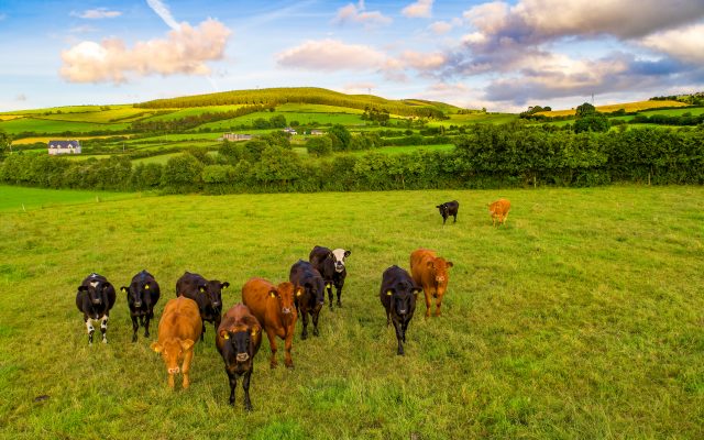 Streamlined Cattle Record-Keeping Could Help Track Key Calf Milestones
