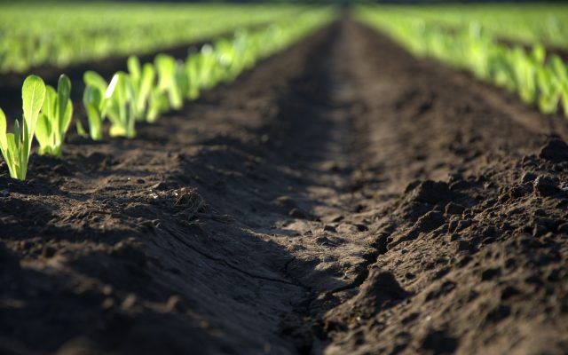 One-Third Of Missouri Corn Fields Planted In Past Week