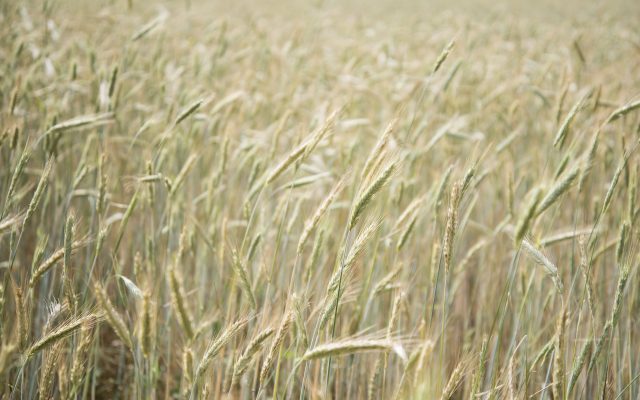 Wheat, Pasture Conditions Level While Harvest Continues