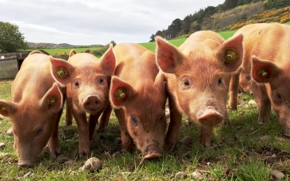 Hog Farmers Anxious About Next Steps After California Wins Prop 12 Challenge