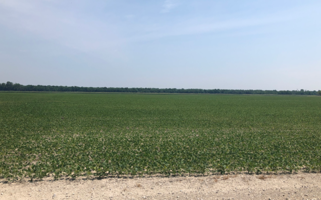 Hot Start To Summer Scorches More Missouri Fields