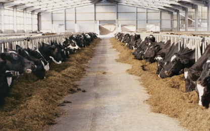 Year-Over-Year Contraction Continues For Feeder Cattle