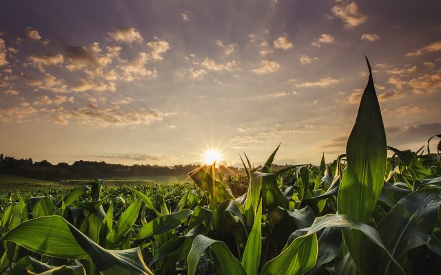 USDA Projects Increased Acreage For Major Crops