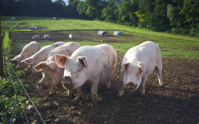 Missouri Market Hog Population Drops Nine Percent