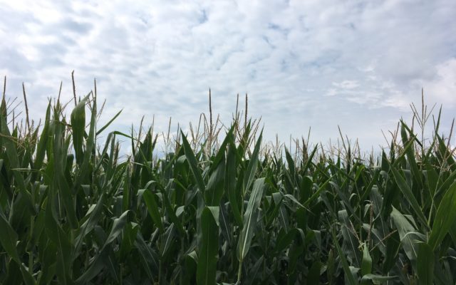 Another Damp, Mild Weekend For Missouri Crops