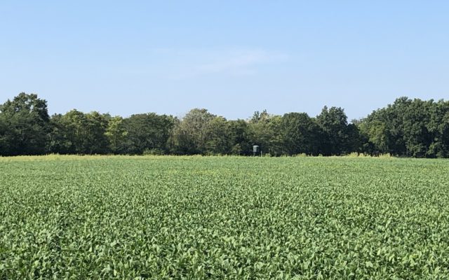 Palmyra Farm To Host Crop And Forage Chat Friday Morning