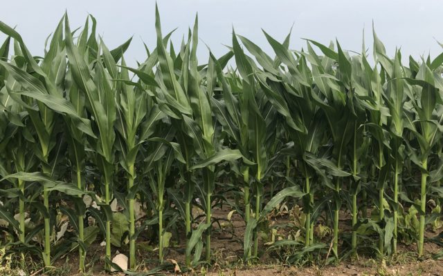 Another Dry Week For Missouri Crops