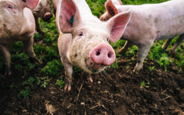 Hog Inventories Make Sizable Decline To Start Year