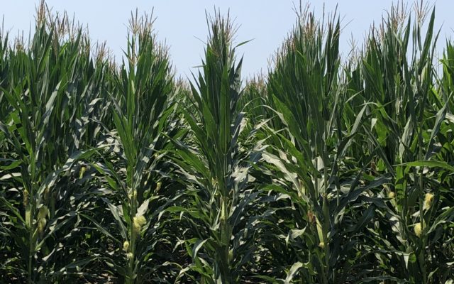 Tassels Appearing Atop Missouri Corn As Wheat Harvest Passes Halfway Point