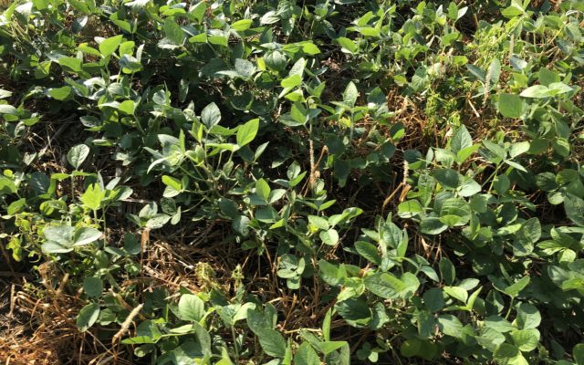 MU Plant Pathologist: Scout For Soybean Cyst Nematodes During October