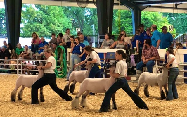 Hampshires Blow Away Competition In Market Lamb Show