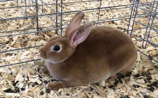 Vernon County Rabbit Pen Prevails At Missouri State Fair 