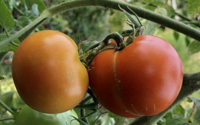 University of Missouri Extension Report: Cracking and Splitting Tomatoes