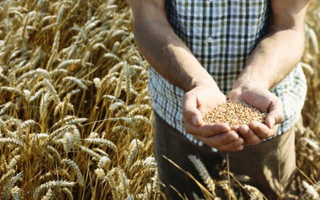 Sharp Downturn For Missouri Wheat Harvest