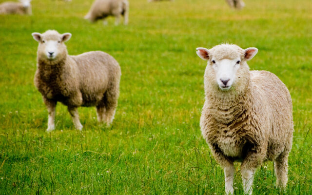 British Lamb Making Return To American Shelves