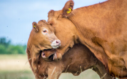 Monroe-Shelby County Cattlemen’s Scholarship Deadline Approaches