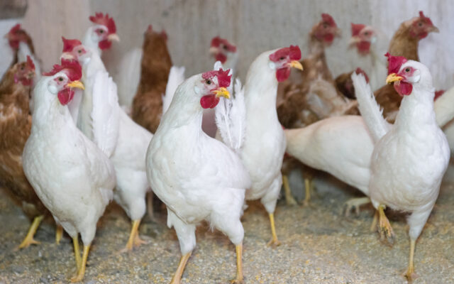HPAI Detected In Flock Of Webster County Chickens