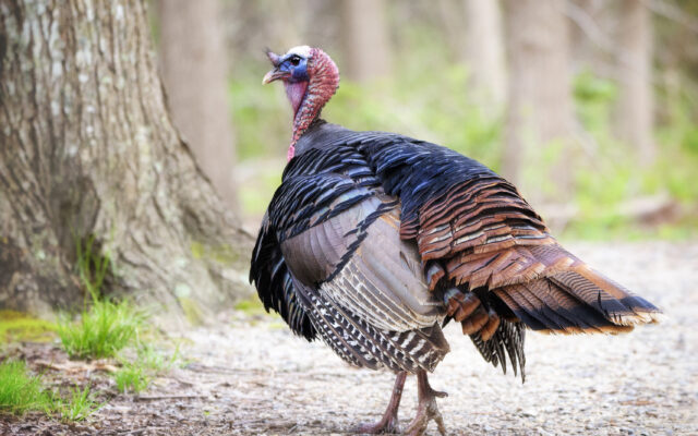 Turkey Hunters Reminded to Think Safety First in Final Week of Spring Season