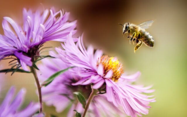 Pollinators An Important Presence In Soy Fields
