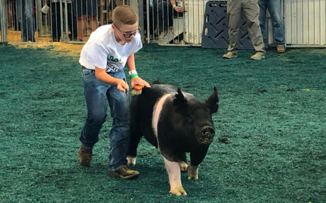 Barrow From Lexington This Year’s Head Hog At State Fair