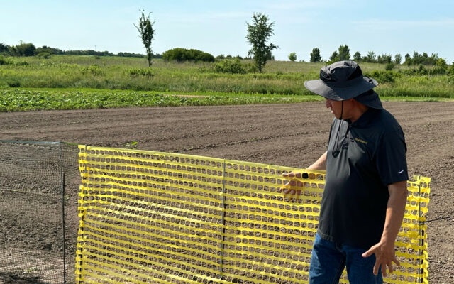 Mizzou Researchers Testing Treated Fences To Mitigate Dicamba Drift