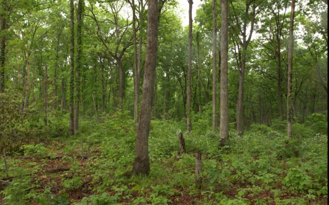 Free Forest and Wildlife Management Workshop in Callaway County Next Month