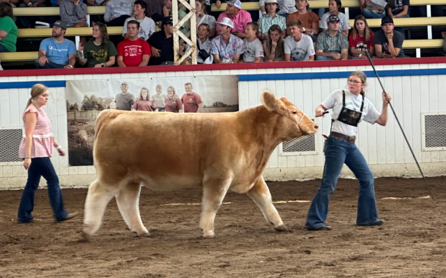 Platte County Steer Wins Reserve To End Purebred Drought; Grand Champion From Lincoln County