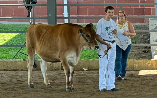 Callao Farm Wins Second Dairy Steer Championship